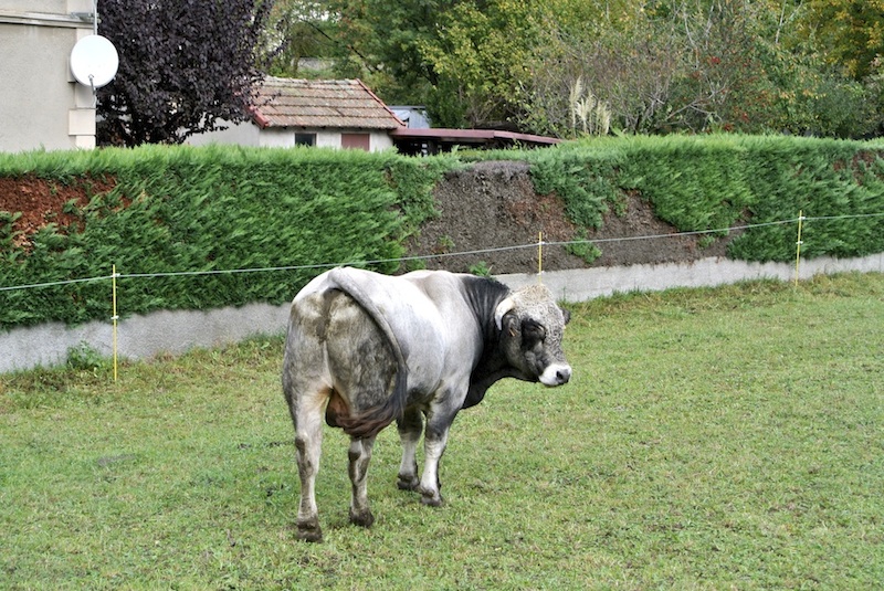 Una vaca en el prado